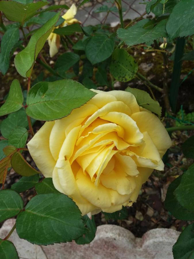 Bed And Breakfast Les Roses Multicolores Du 47 Fumel Екстер'єр фото