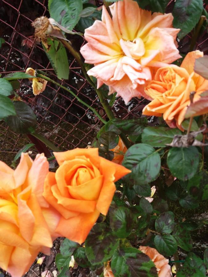 Bed And Breakfast Les Roses Multicolores Du 47 Fumel Екстер'єр фото